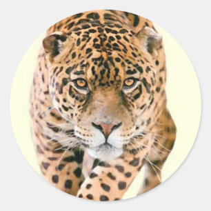 Walking Jaguar Eyes Classic Round Sticker