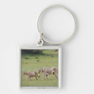 walking lioness with cubs, lion, Panthera leo, Keychain