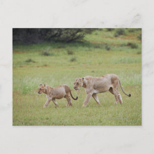 walking lioness with cubs, lion, Panthera leo, Postcard