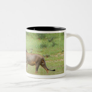 walking male lion, Panthera leo, Kgalagadi Two-Tone Coffee Mug