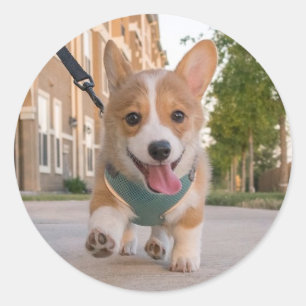 Walking on sunshine corgi puppy classic round sticker