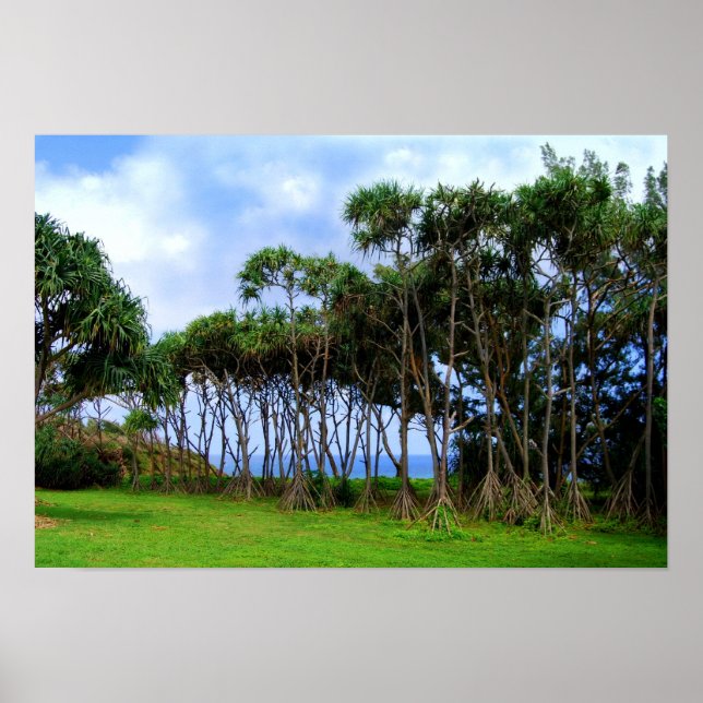 Walking Palm Trees in Hawaii Poster (Front)