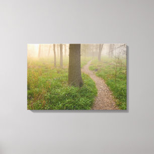 Walking path leading into a forest canvas print