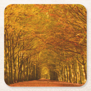 Walking path through the forest in autumn coaster