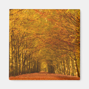 Walking path through the forest in autumn magnet