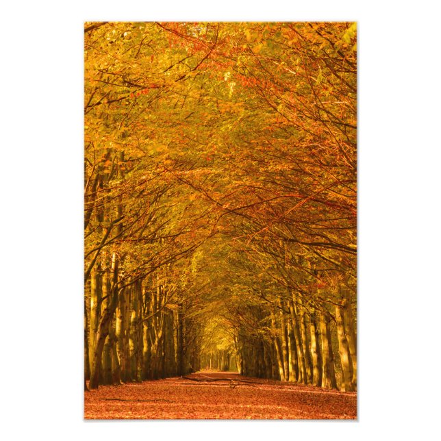 Walking path through the forest in autumn photo print (Front)