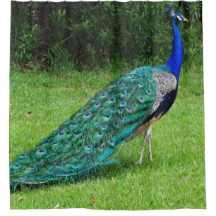 Walking Peacock