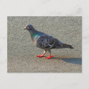 Walking Pigeon Postcard