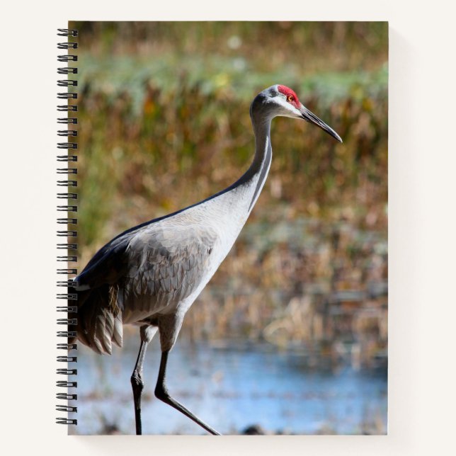 Walking Tall - Sandhill Crane Notebook (Front)