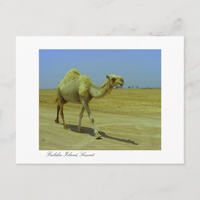 Walking the long road - Camel on Failaka Island Postcard (Front)