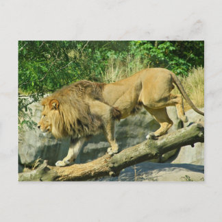 Walking the Plank Postcard