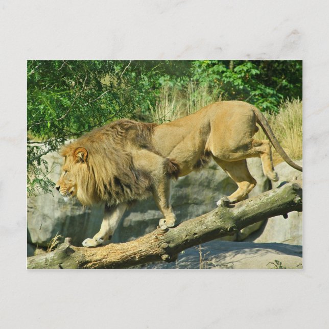 Walking the Plank Postcard (Front)