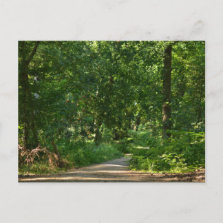 Walking through the trees postcard