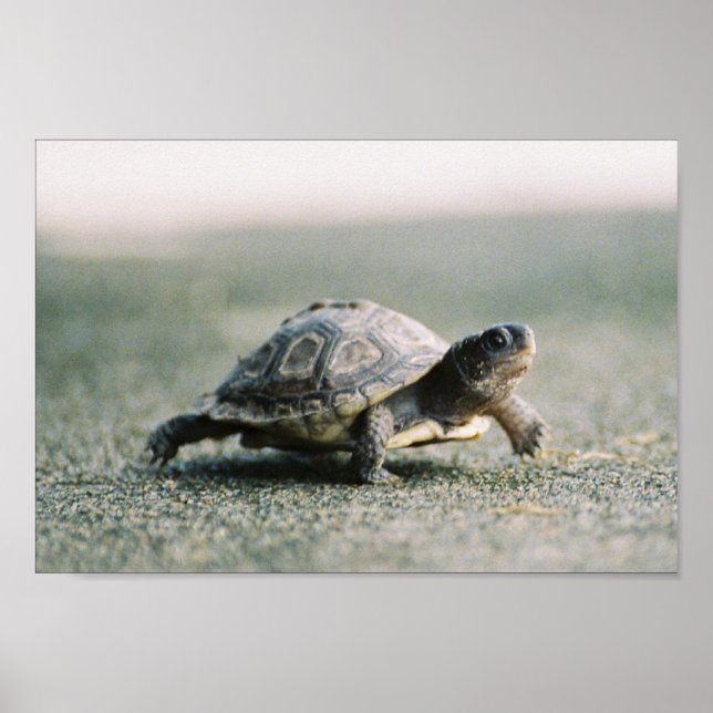 Walking Turtle Poster (Front)