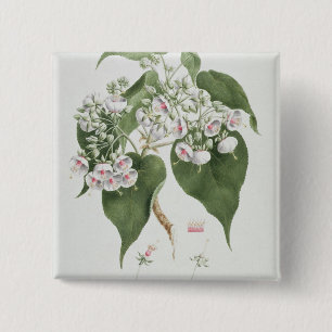 Walkuffa No.5 Dombeya torrida (w/c over graphite o 2 Inch Square Button