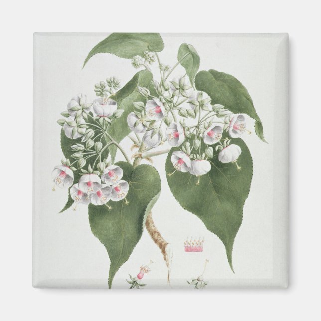 Walkuffa No.5 Dombeya torrida (w/c over graphite o Magnet (Front)