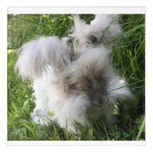 Wall Art  - English Angora "Bradley"