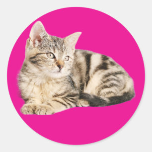 Wall art poster cat lovers classic round sticker