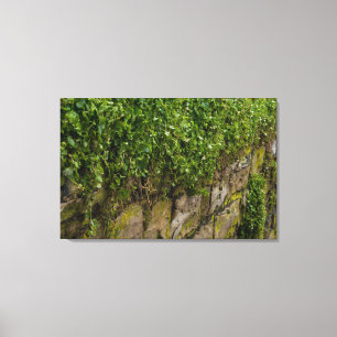 Wall Of Ivy Canvas Print