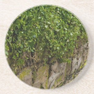 Wall Of Ivy Coaster