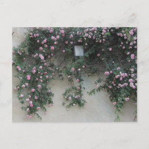 Wall of Roses Postcard