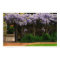 Wall of Wisteria