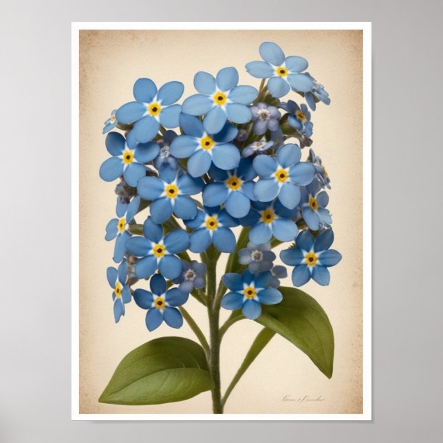 Wall Poster Beautiful Forget-Me-Not Flower Poster  (Front)