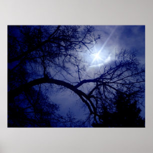 Wall Size Tree Silhouette Poster