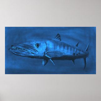 WALL SIZED--Huge Sized Blue Barracuda Poster