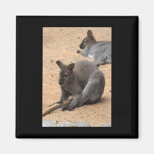 Wallabies Nature Lovers Fuerteventura Vertical Sti Magnet