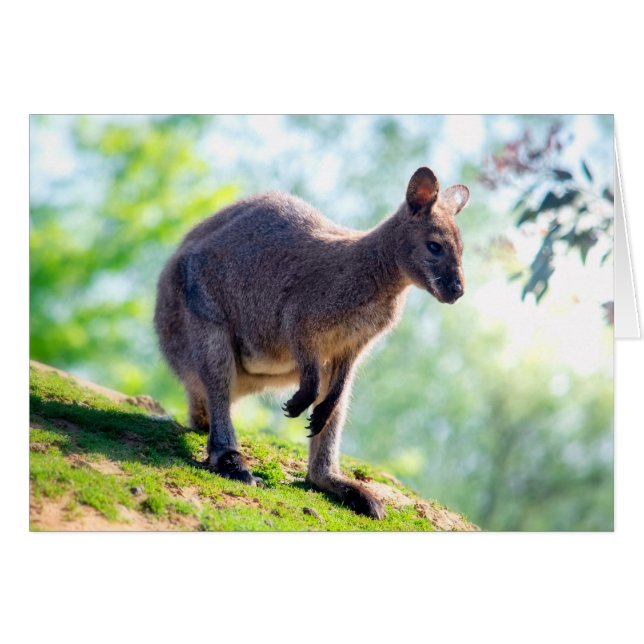 Wallaby (Front Horizontal)