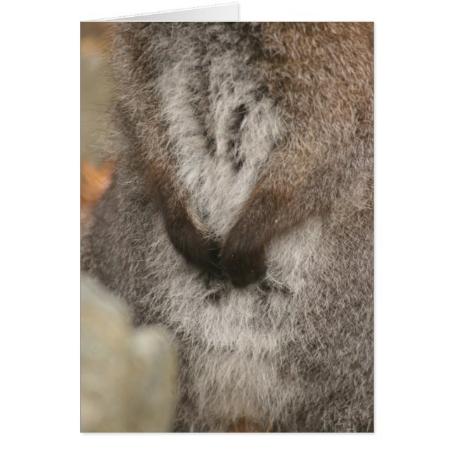 Wallaby (Front)