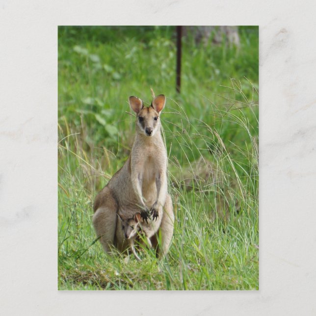 WALLABY AND JOEY RURAL QUEENSLAND AUSTRALIA POSTCARD (Front)