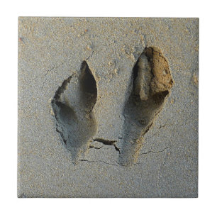 Wallaby Footprints in Sand Tile