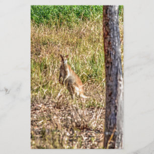 WALLABY IN RURAL QUEENSLAND AUSTRALIA