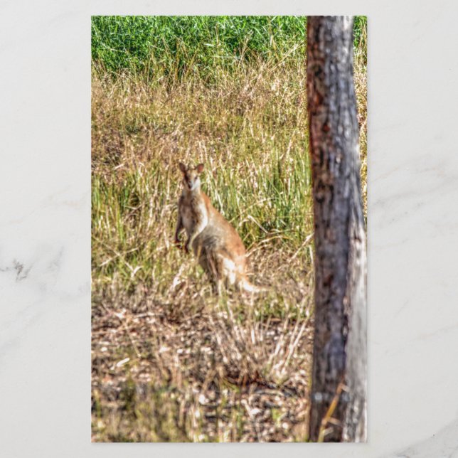 WALLABY IN RURAL QUEENSLAND AUSTRALIA (Front)