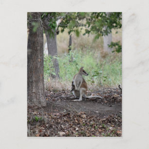 WALLABY & JOEY RURAL QUEENSLAND AUSTRALIA POSTCARD
