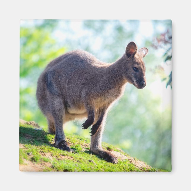 Wallaby Magnet (Front)