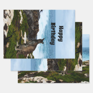 Wallaby On Seaside Rocks, Gift Wrap Sheets