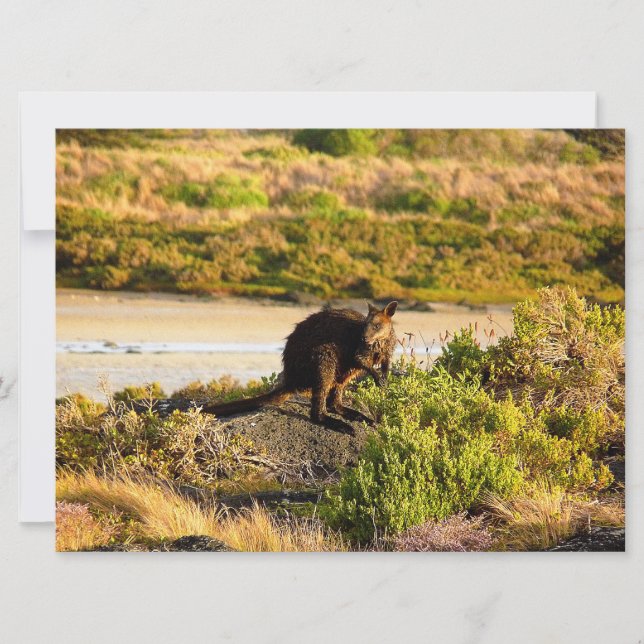 Wallaby on the Riverside (Front)