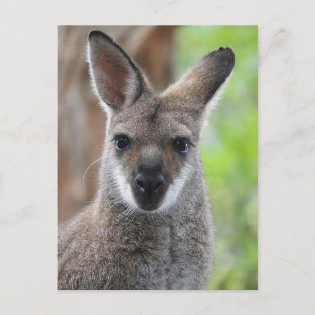 Wallaby Postcard (Front)