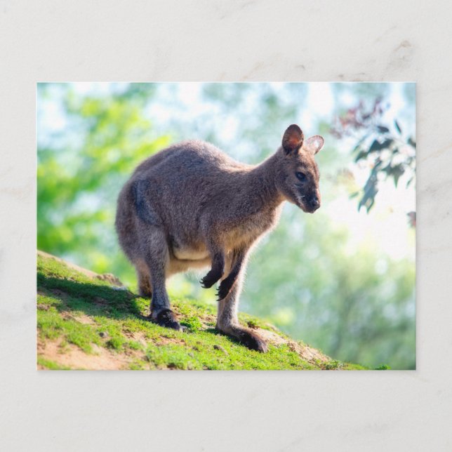 Wallaby Postcard (Front)