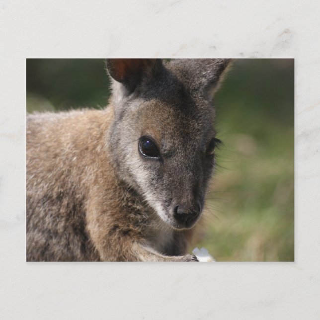 Wallaby Postcard (Front)