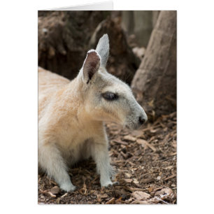 Wallaby Profile
