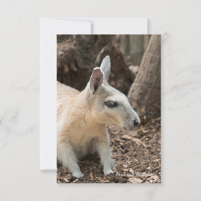 Wallaby Profile (Front)