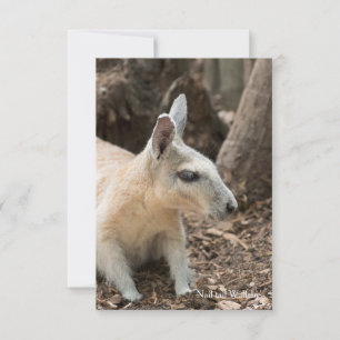 Wallaby Profile