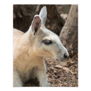 Wallaby Profile Photo Print