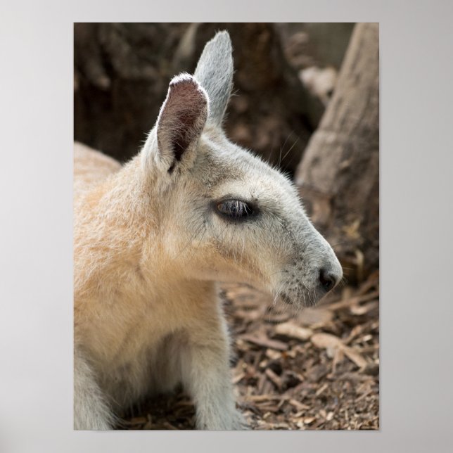 Wallaby Profile Poster (Front)