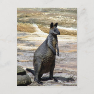 wallaby rocks postcard