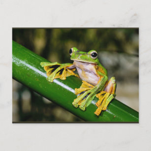 Wallace's Flying Frog, a/k/a Parachute Frog Postcard